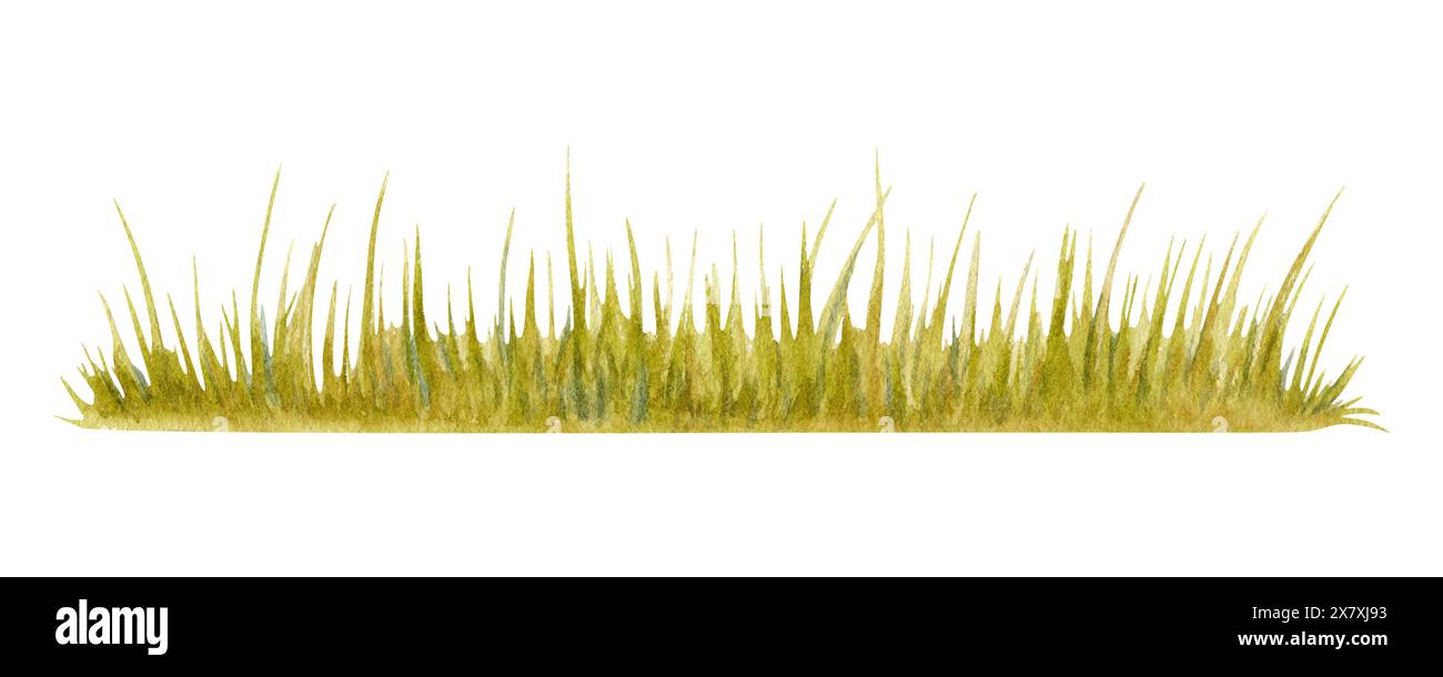 Erba verde. Lunga striscia di prato. Parco, giardino, foresta o vegetazione di campi. Illustrazione acquerello isolata su sfondo bianco. Disegnato a mano Foto Stock