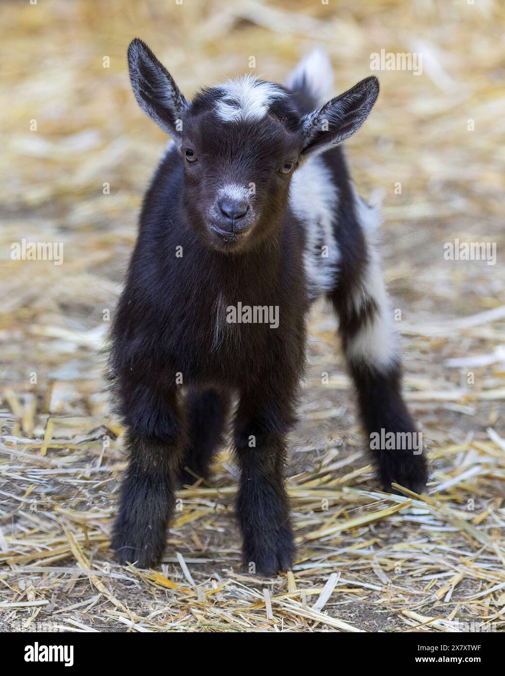 12 giorni - Old Pigmy Goat Kid in an Animal Pen. Foto Stock