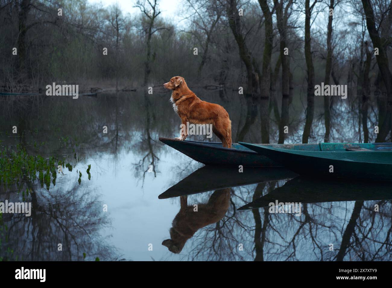 Il cane della Nova Scotia Duck Tolling Retriever su un molo, che guarda la natura selvaggia. Al crepuscolo, il cucciolo osserva l'acqua morta Foto Stock