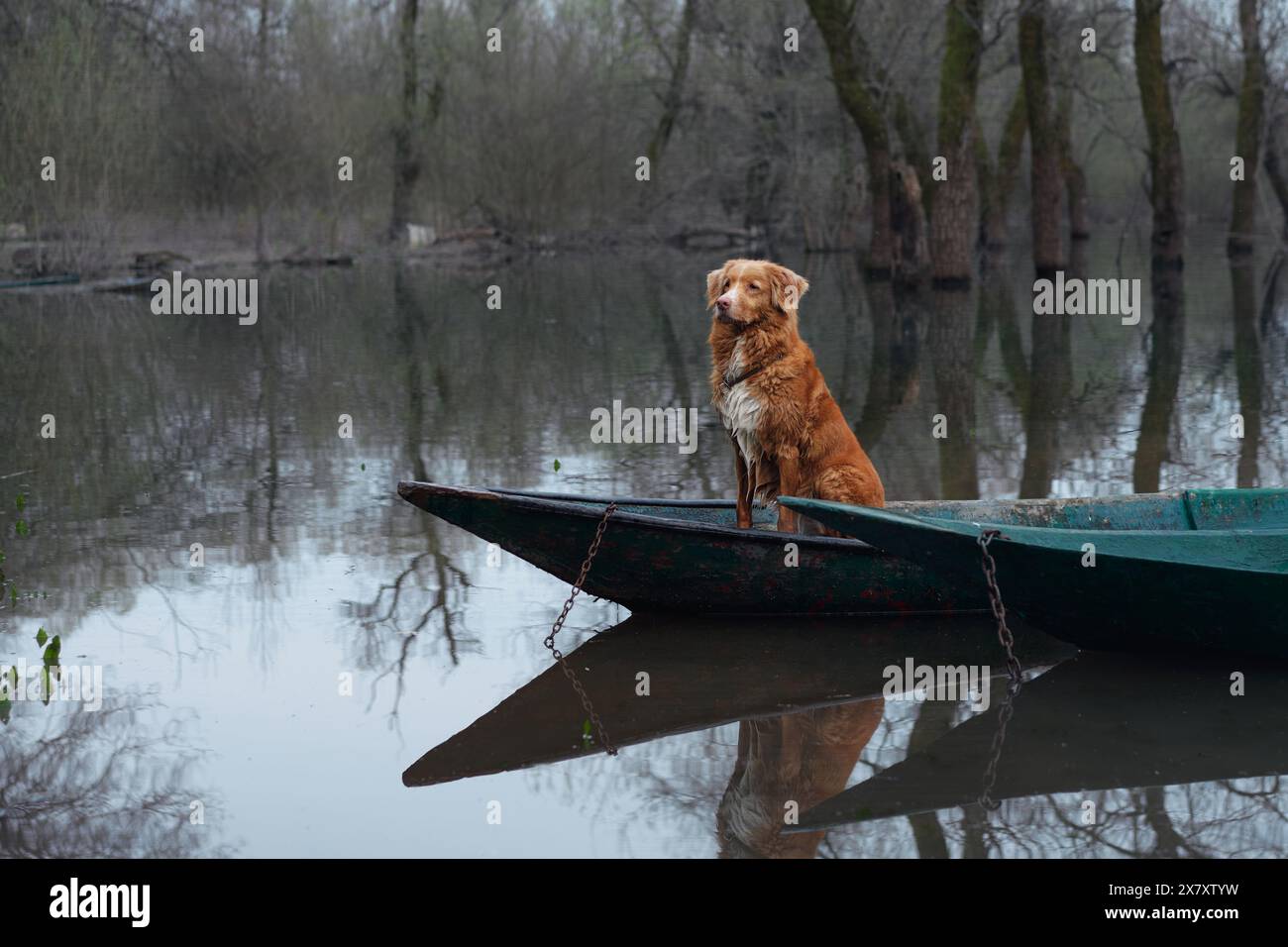 Il cane della Nova Scotia Duck Tolling Retriever su un molo, che guarda la natura selvaggia. Al crepuscolo, il cucciolo osserva l'acqua morta Foto Stock