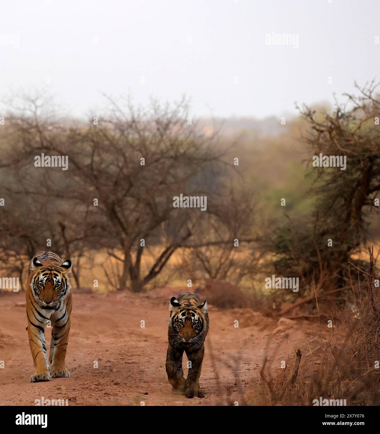 La splendida fauna selvatica del Parco Nazionale di Ranthambore in India Foto Stock
