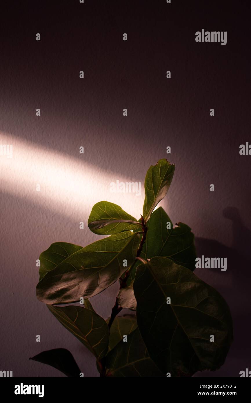 Pianta di casa (ficus lyrata) alla luce del sole illuminando delicatamente le foglie Foto Stock