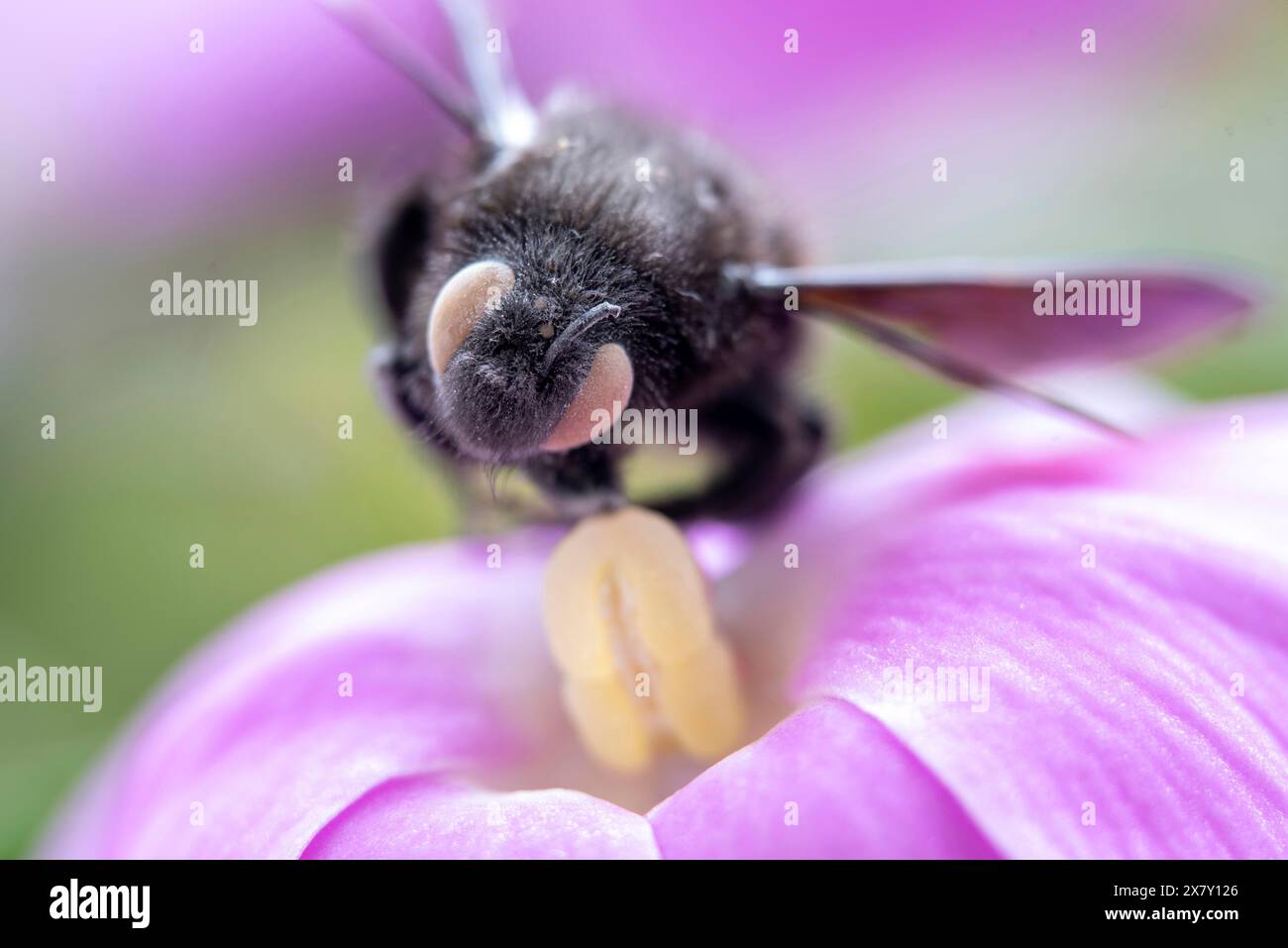 Ape di legno morta su un fiore, Germania, Europa Foto Stock
