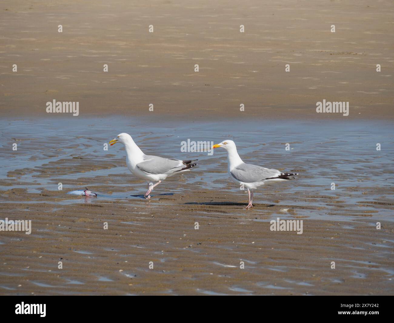 Due gabbiani in piedi uno accanto all'altro sulla spiaggia e che guardano un pesce, litigano su una spiaggia del mare del nord con la bassa marea, larinae, de haan, Foto Stock