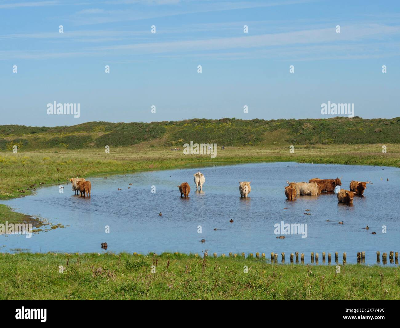 Numerose mucche e anatre in acqua, circondate da prati verdi e da un paesaggio tranquillo in una giornata di sole, molte mucche in un lago tra le dune di un'isola Foto Stock