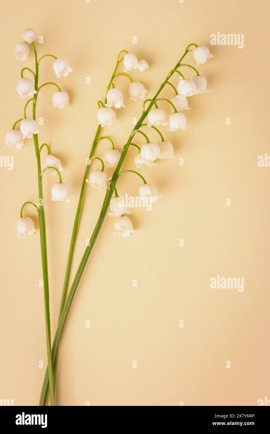 Giglio della valle su sfondo beige con spazio di copia. Piccoli fiori bianchi su sfondo piccante. Cartolina romantica. Il concetto primaverile. Foto Stock
