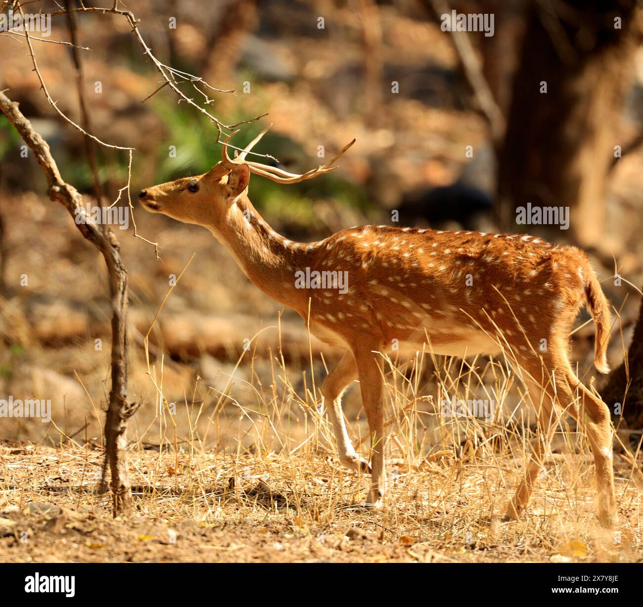 La splendida fauna selvatica del Parco Nazionale di Ranthambore in India Foto Stock
