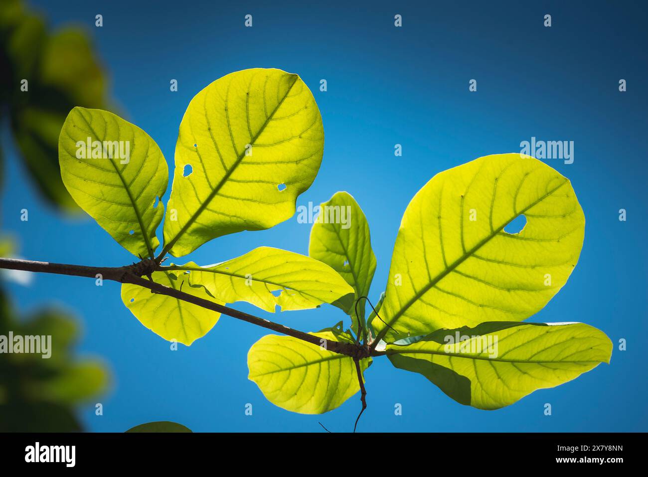 Lo sfondo di foglie verdi crea un giardino ecologico sulla foresta pluviale tropicale, foglie di banana, palme. Verde brillante natura design astratto e Foto Stock