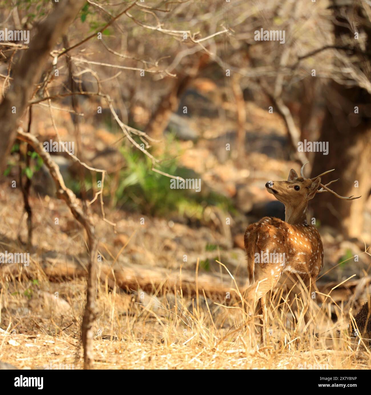 La splendida fauna selvatica del Parco Nazionale di Ranthambore in India Foto Stock
