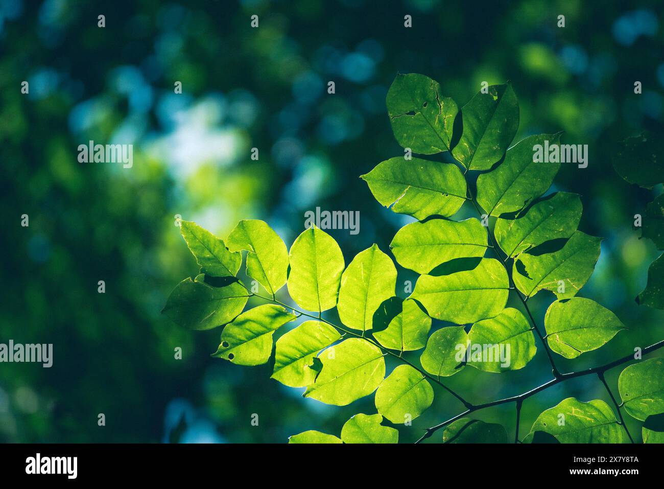 Lo sfondo di foglie verdi crea un giardino ecologico sulla foresta pluviale tropicale, foglie di banana, palme. Verde brillante natura design astratto e Foto Stock