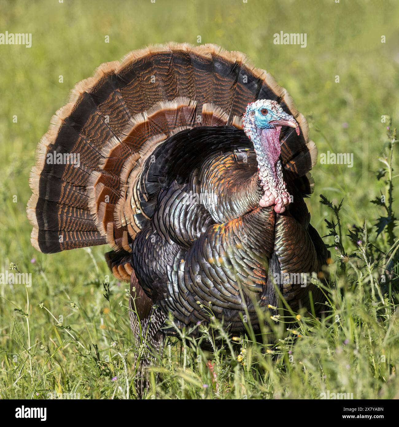 Maschio (Tom) tacchino selvaggio che si esibisce. Los Altos Hills, Contea di Santa Clara, California, Stati Uniti. Foto Stock