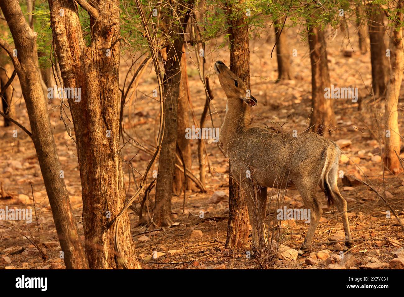 La splendida fauna selvatica del Parco Nazionale di Ranthambore in India Foto Stock