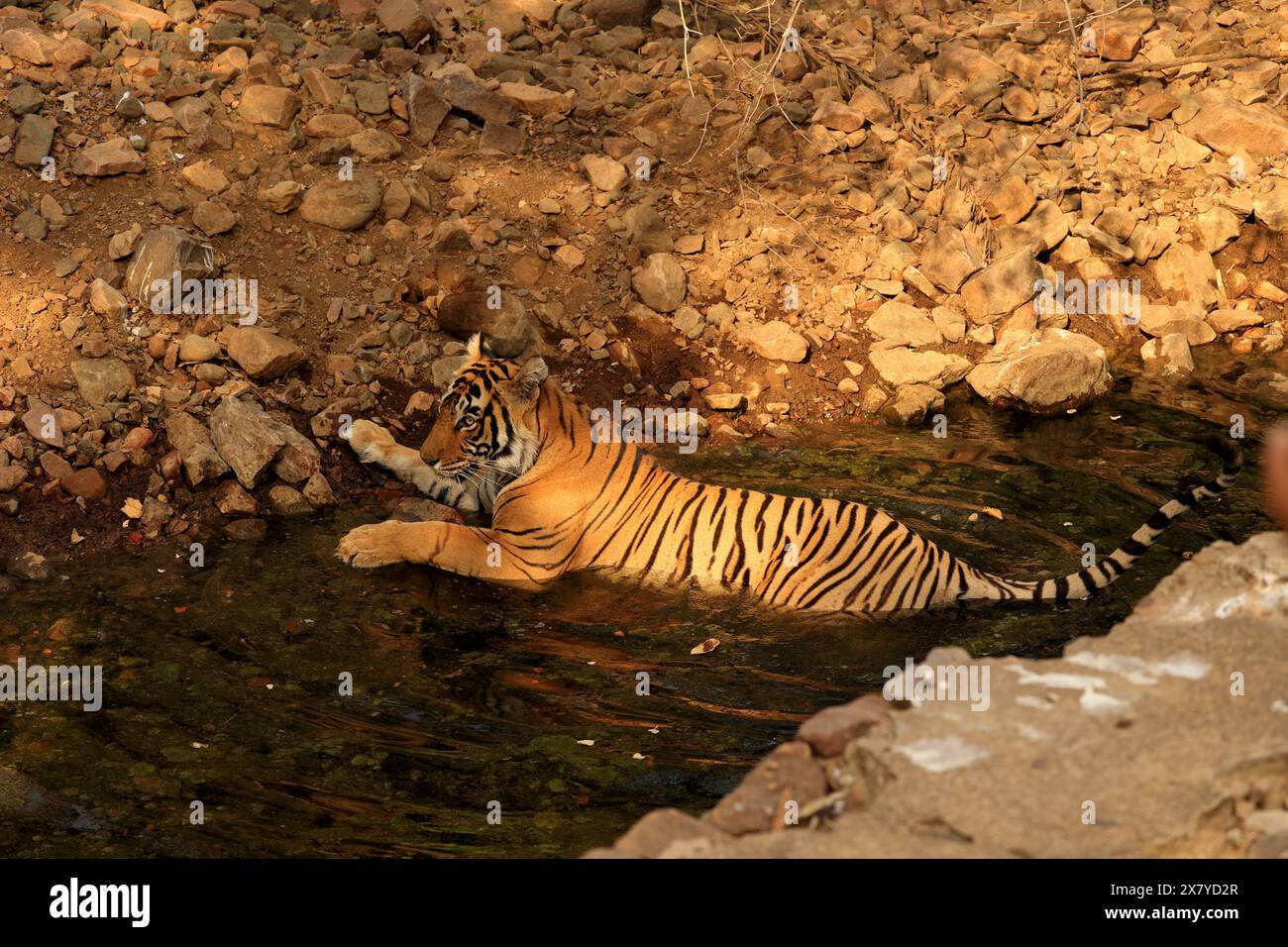 La splendida fauna selvatica del Parco Nazionale di Ranthambore in India Foto Stock