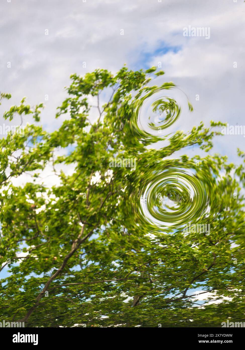 Un'immagine astratta e surreale di alberi a foglia verde visti attraverso una superficie ondulata e riflettente Foto Stock
