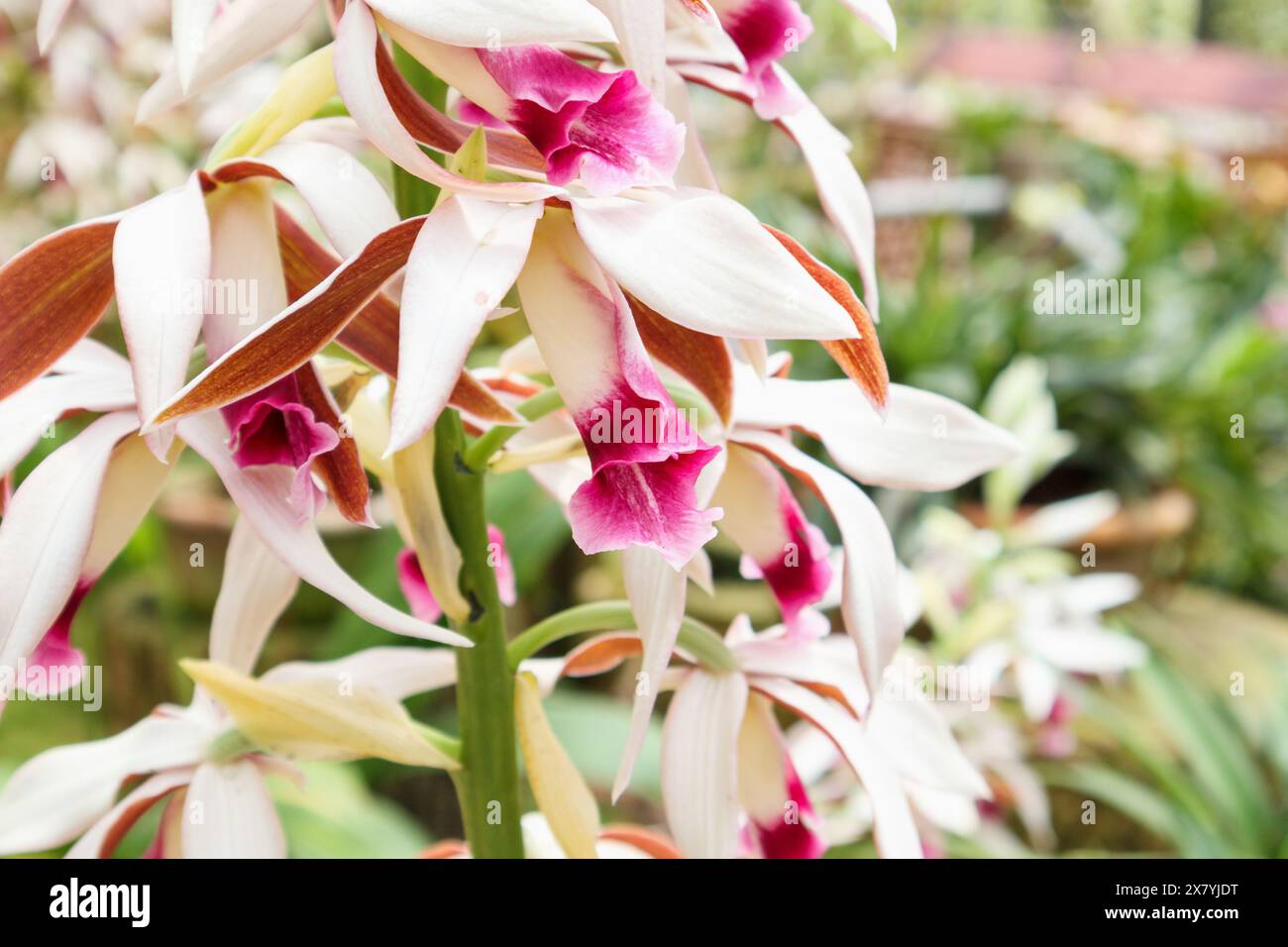 orchidea di Phaius tankervilleae o grande orchidea paludosa Foto Stock