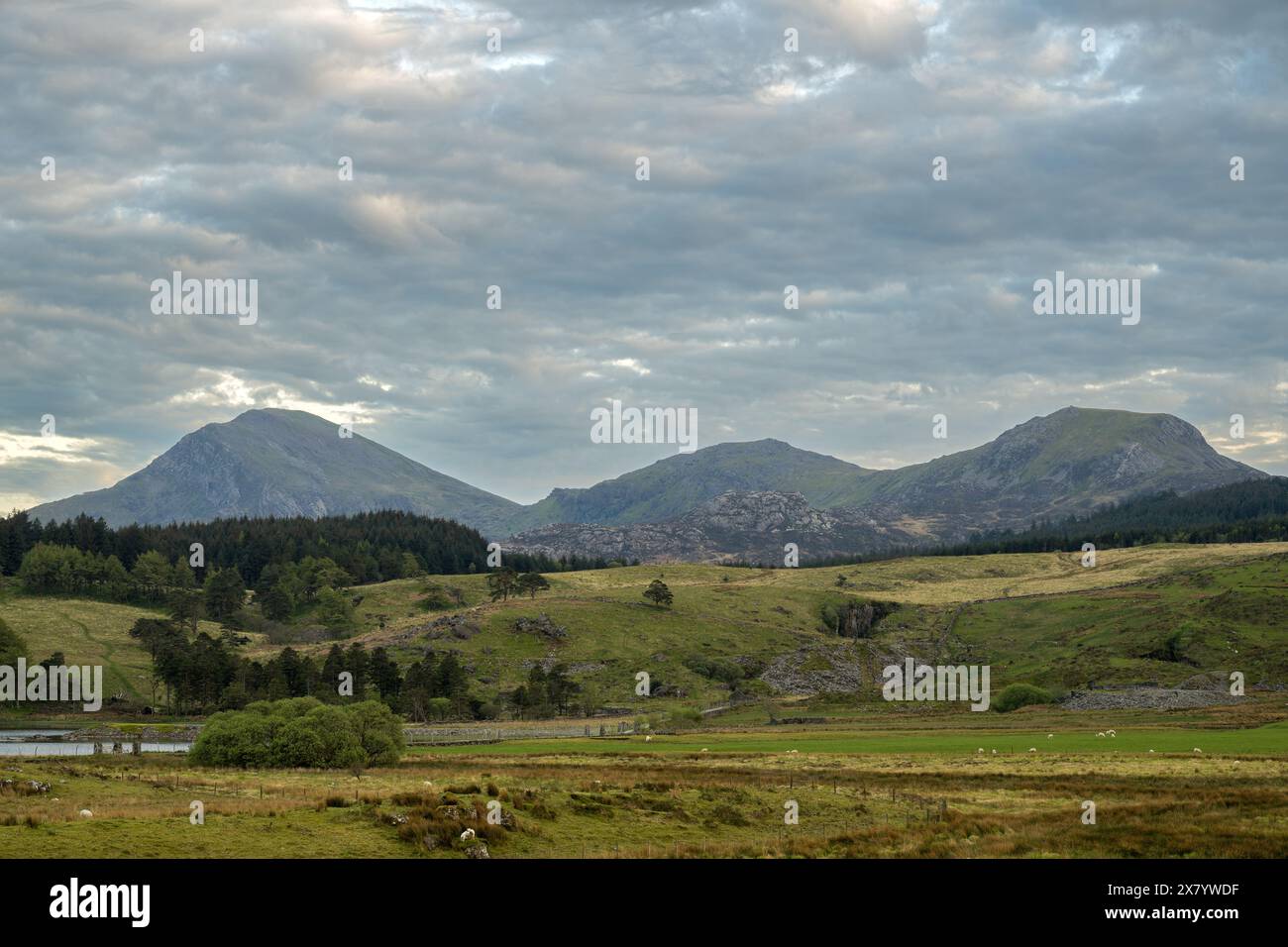 Vista panoramica della catena montuosa Hebog di Moel Hebog, Moel Yr Ogof e Moel Lefn nel Parco Nazionale Eryri, Galles, Regno Unito. Foto Stock