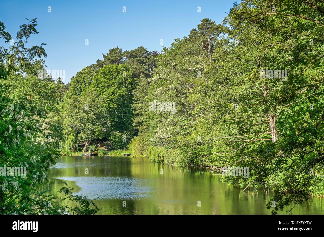 Waldsee, Zehlendorf, Steglitz-Zehlendorf, Berlino, Germania Foto Stock