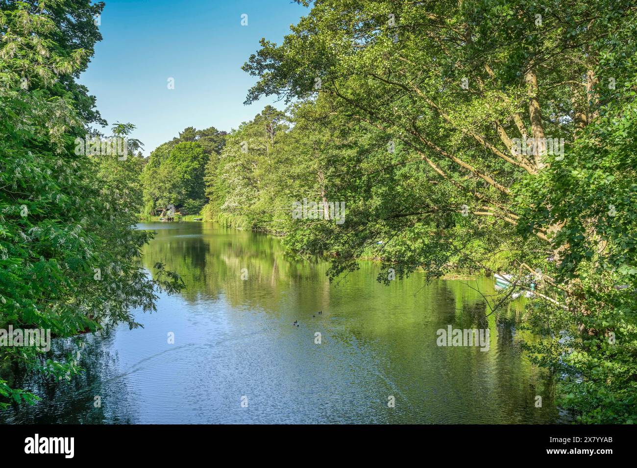 Waldsee, Zehlendorf, Steglitz-Zehlendorf, Berlino, Germania Foto Stock