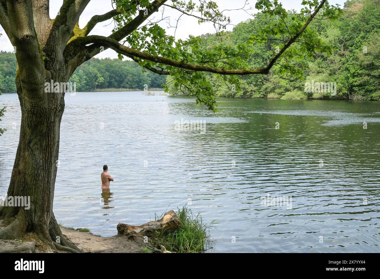 Krumme Lanke, Zehlendorf, Steglitz-Zehlendorf, Berlino, Deutschland Foto Stock