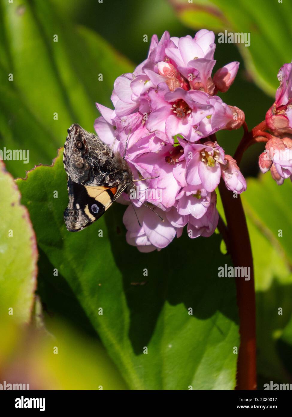 Immagine verticale della farfalla ammiraglio gialla (Vanessa itea) con le ali chiuse. Si nutre di un gruppo di fiori di bergenia rosa. Foto Stock