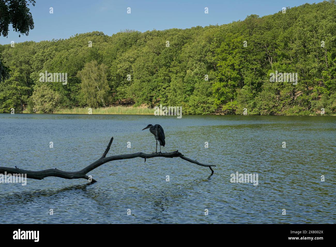 Fischreiher, Schlachtensee, Zehlendorf, Steglitz-Zehlendorf, Berlino, Germania Foto Stock
