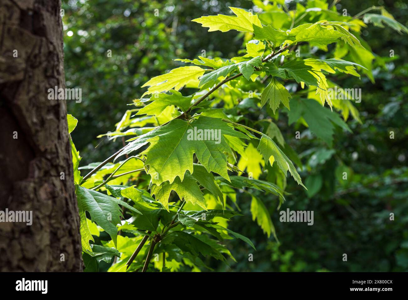 Tronco d'albero con ramoscello e foglie d'acero verde Foto Stock