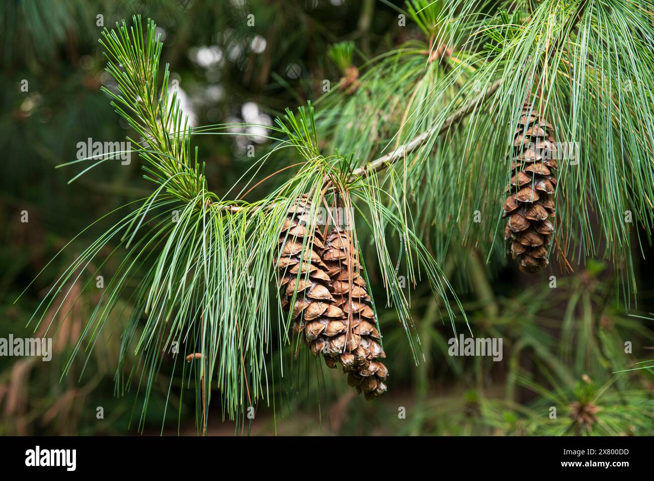 Primo piano di un ramo di pino con coni di pino Foto Stock