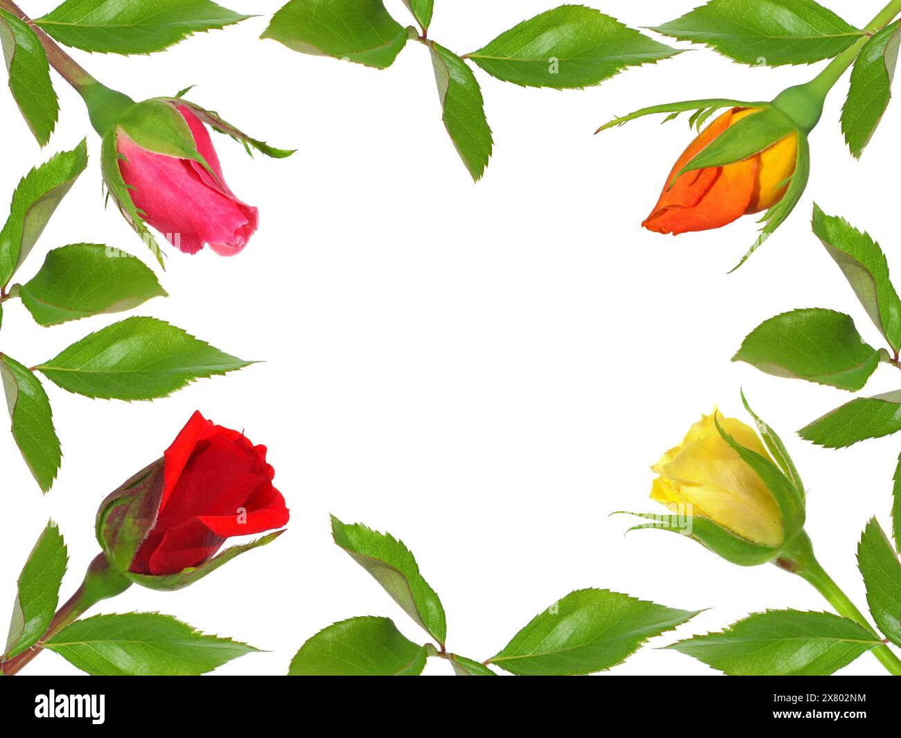 Cornice di rose colorate e foglie verdi Foto Stock