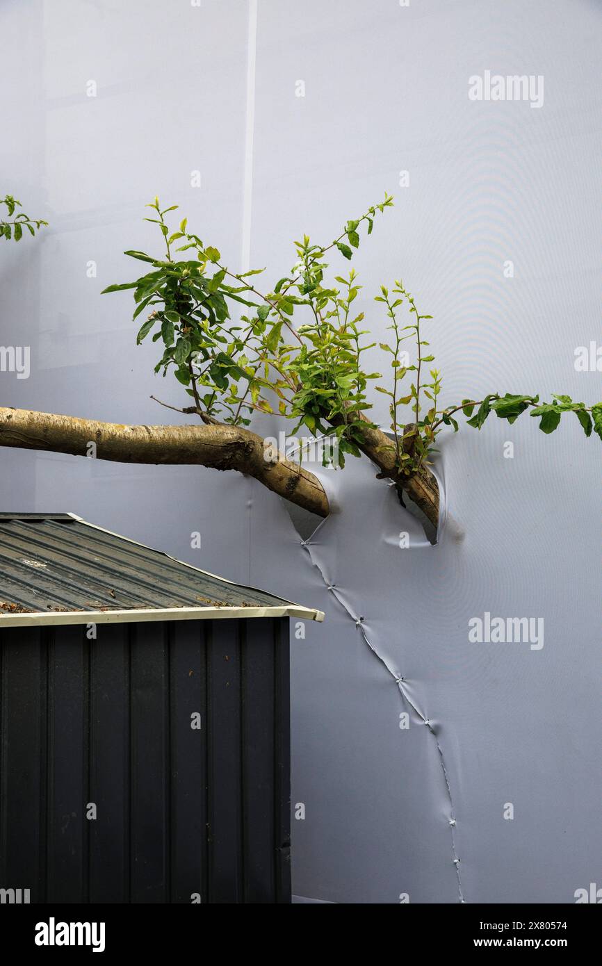 I rami di un albero sporgono da un grande banner pubblicitario vicino a Friesenplatz, Germania. Der Aeste eines Baumes ragt aus einem grossen Werbebann Foto Stock