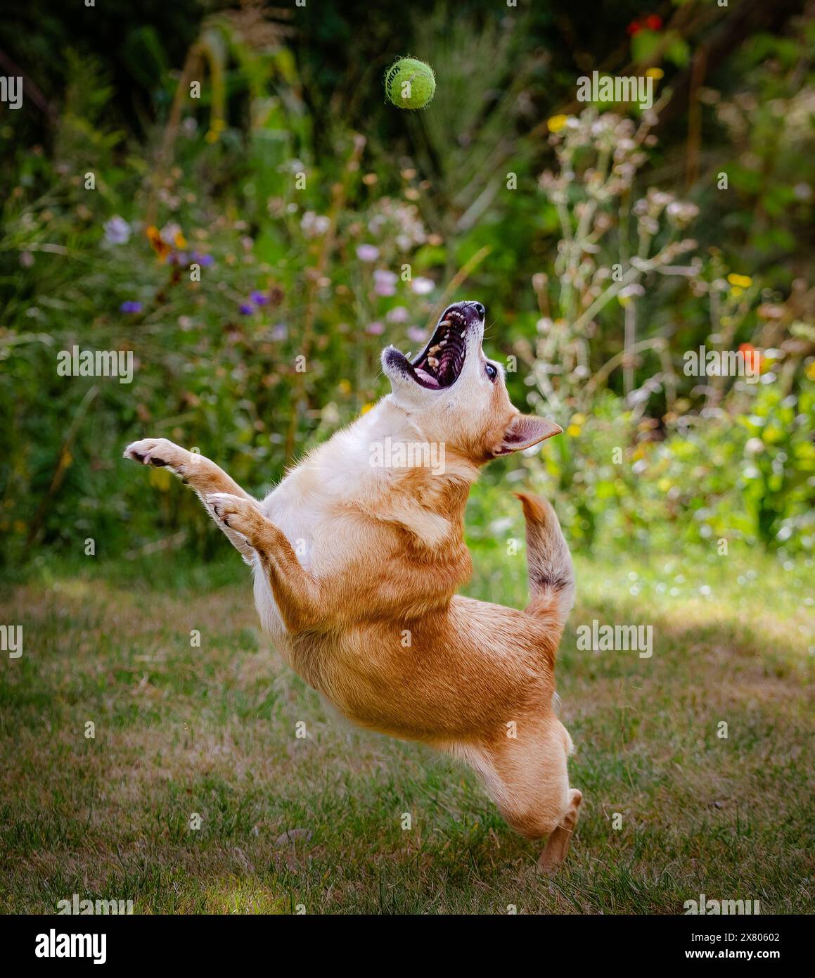 Palla per la cattura di piccoli cani Foto Stock