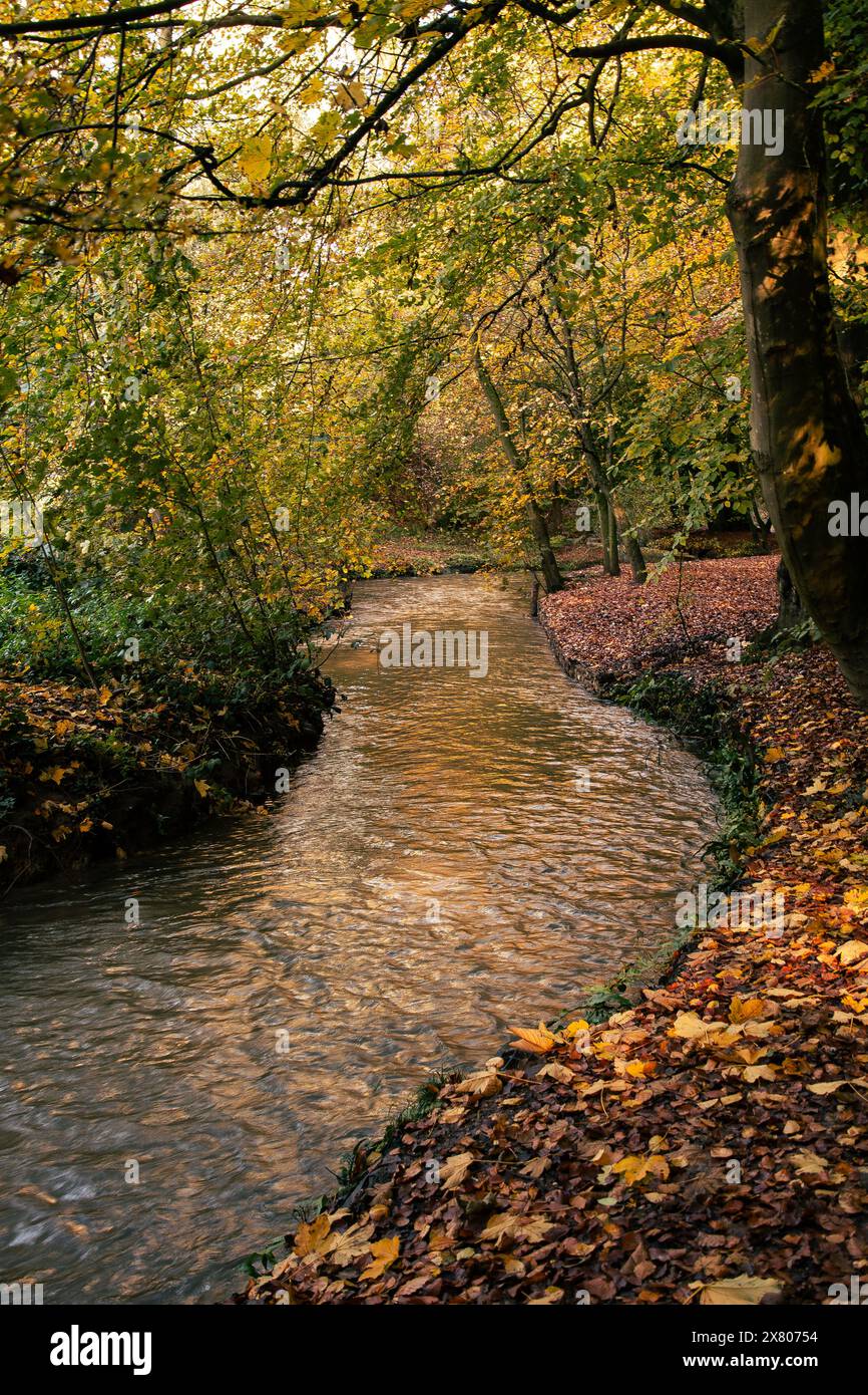 Fiume nella foresta in autunno Foto Stock