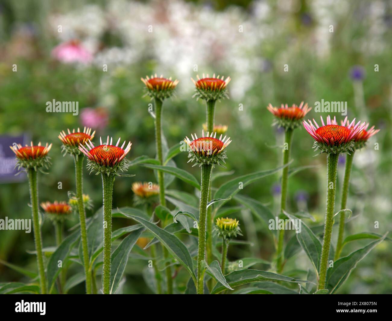Primo piano del fiore rosa pallido della robusta pianta erbacea perenne del giardino della prateria echinacea pallida. Foto Stock