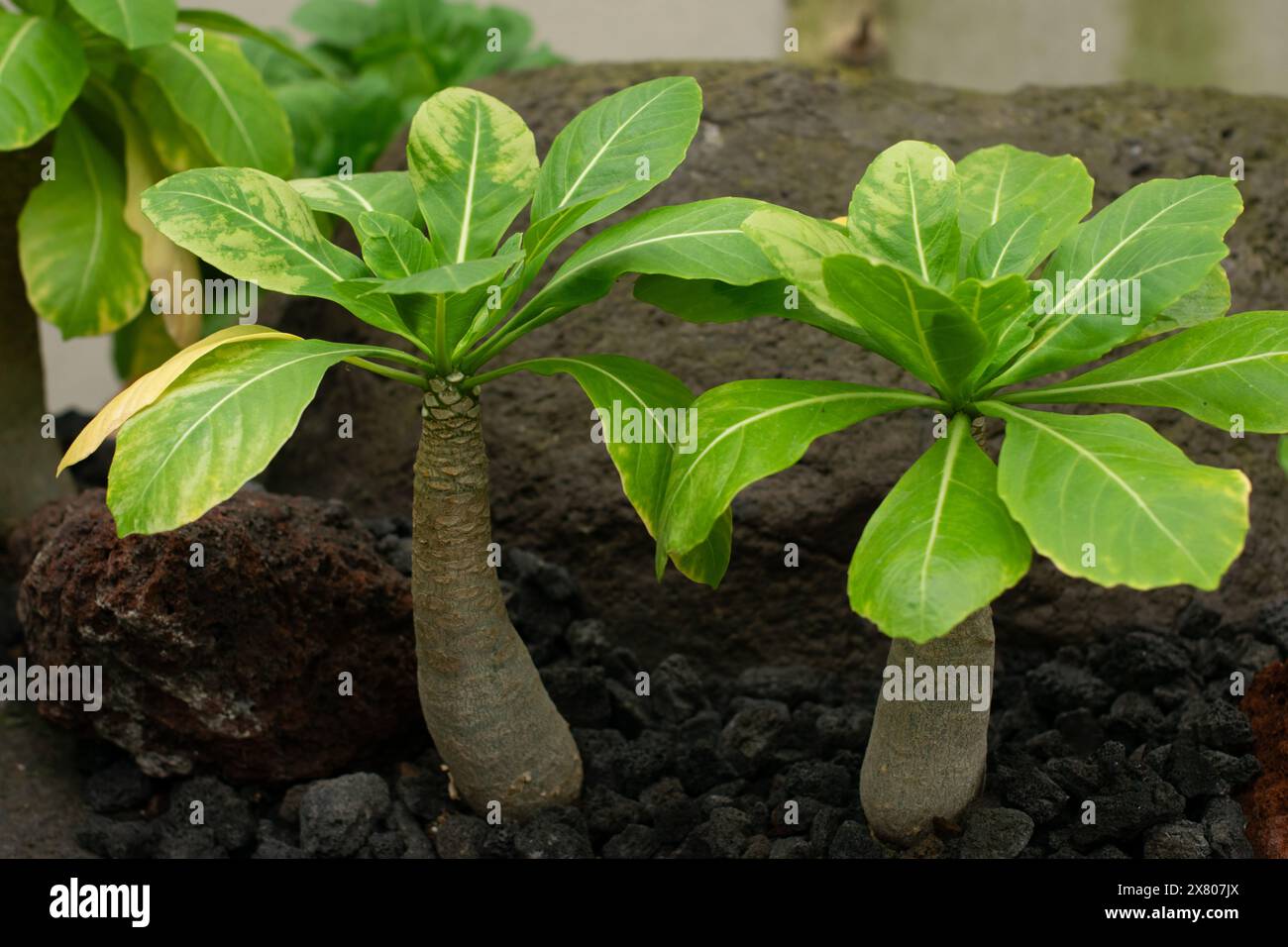 Cavolo su un bastoncino o palmo Vulcano. Pianta nativa delle Hawaii. Insegne Brighamia Foto Stock