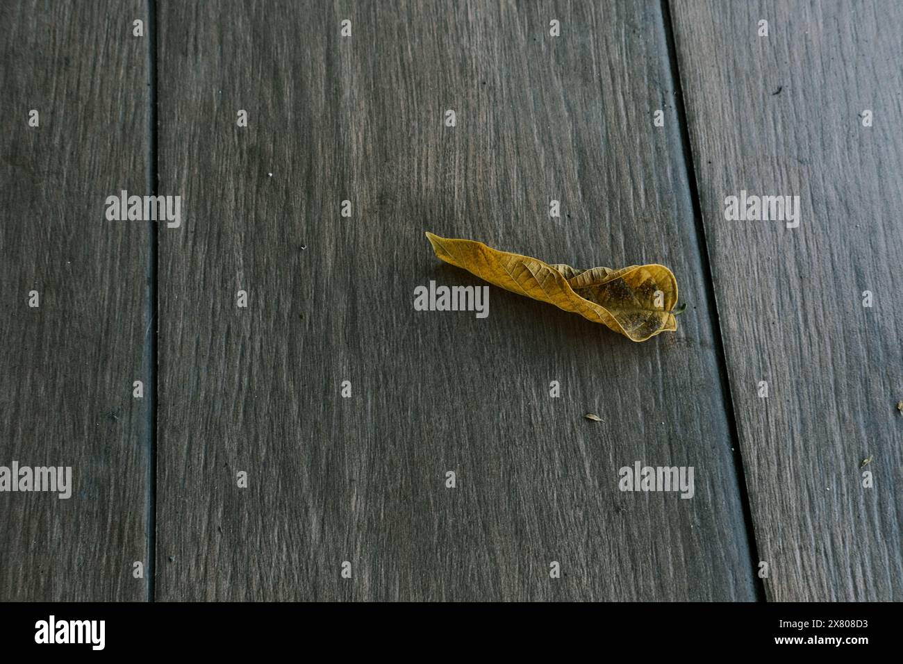 Foglia gialla su pavimento in legno Foto Stock