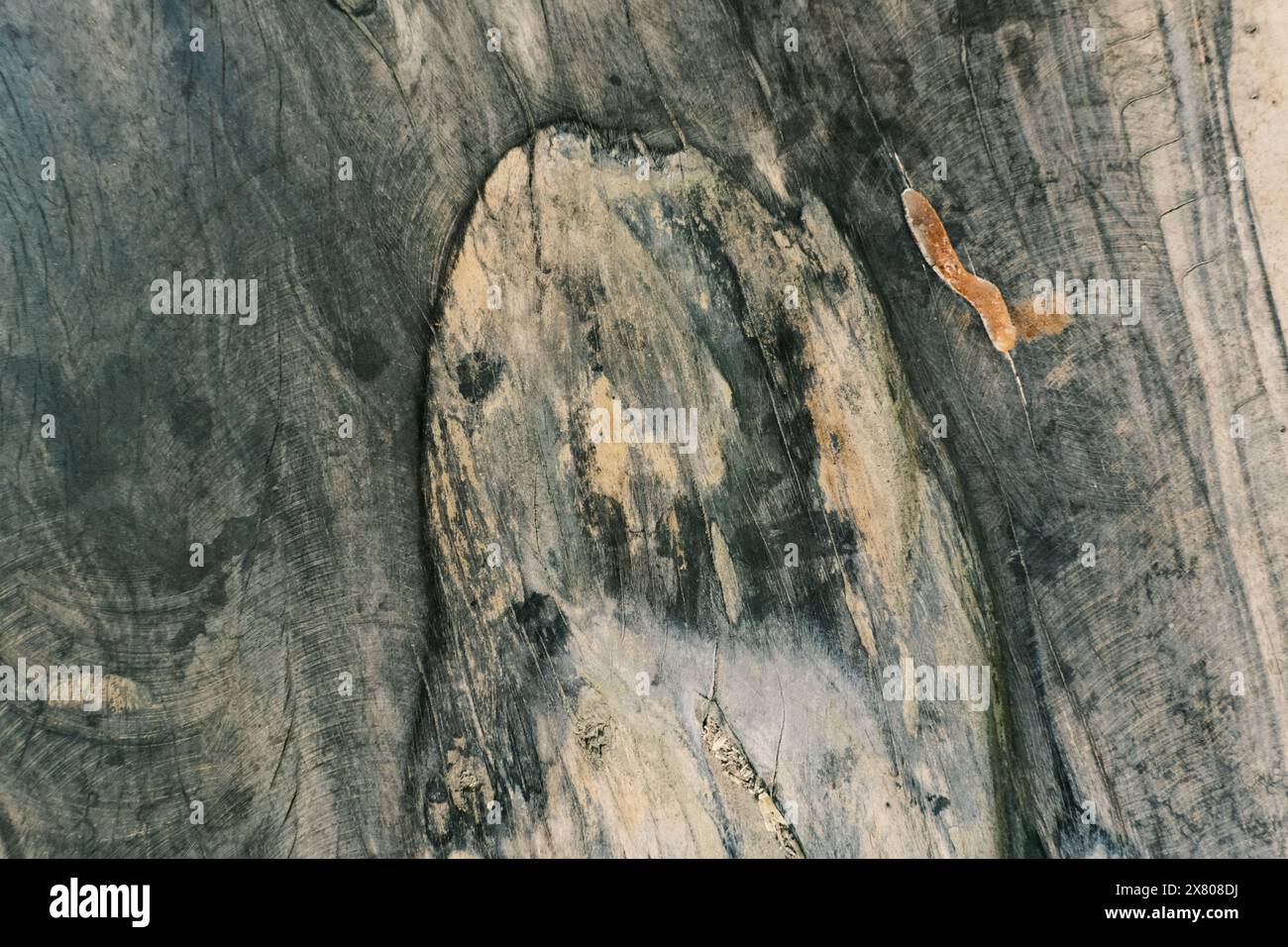 Grana legno Foto Stock