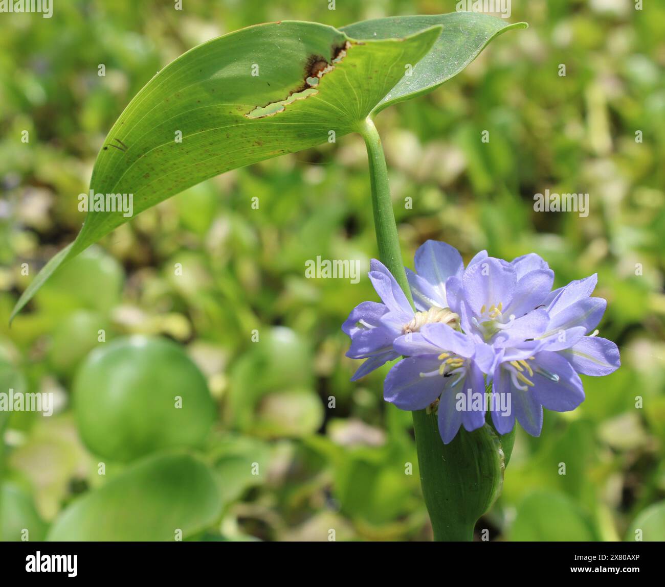 Fiore di Monochoria hastata e inflorescenza, comunemente noto come Freccia Leaf Pondweed, freccia-foglia monochoria, fastate-foglia pondweed, monochoria. Foto Stock