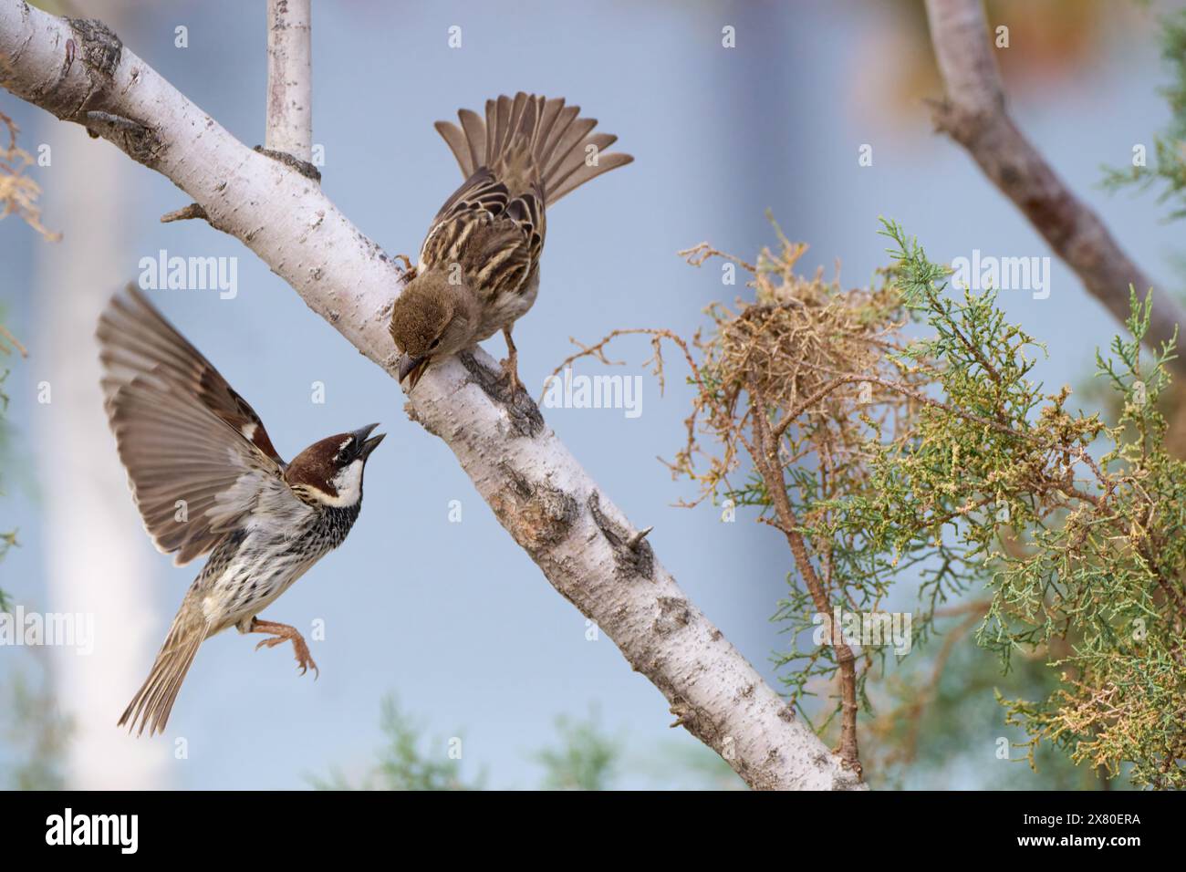 Passero spagnolo (Passer hispaniolensis) corti maschili volanti la femmina in piedi su un ramo Foto Stock