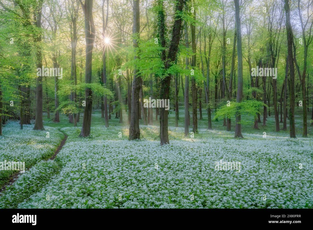 Il sole della mattina presto penetra nella nebbia nella foresta di aglio selvaggio di Wildham Woods nel South Downs National Park vicino a Chichester nel West Sussex Foto Stock