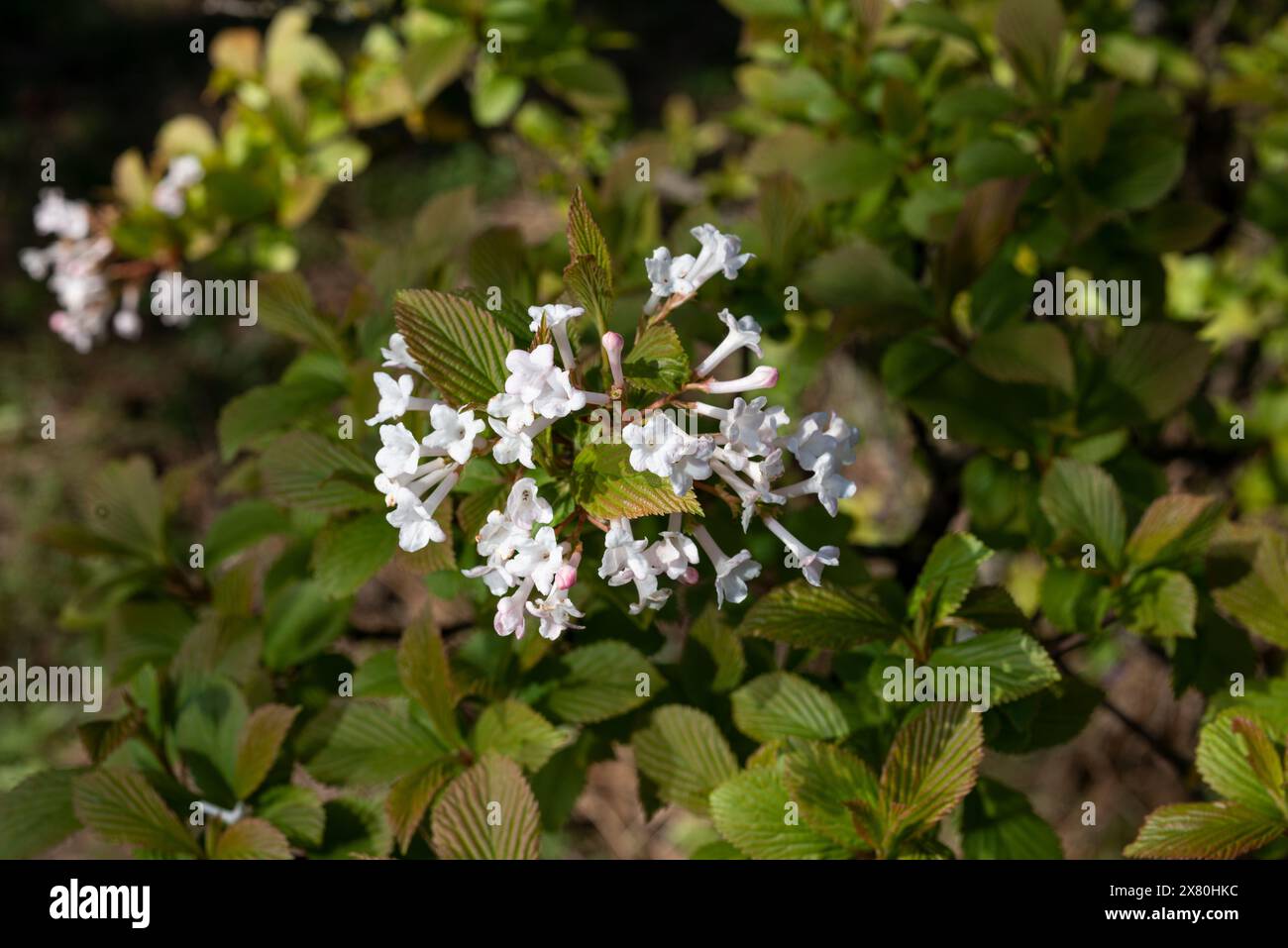 Viburnum farreri, Fragrans bunge, fiori in fiore. I fiori di Viburnum in primavera. Primo piano. Messa a fuoco selettiva. Foto Stock