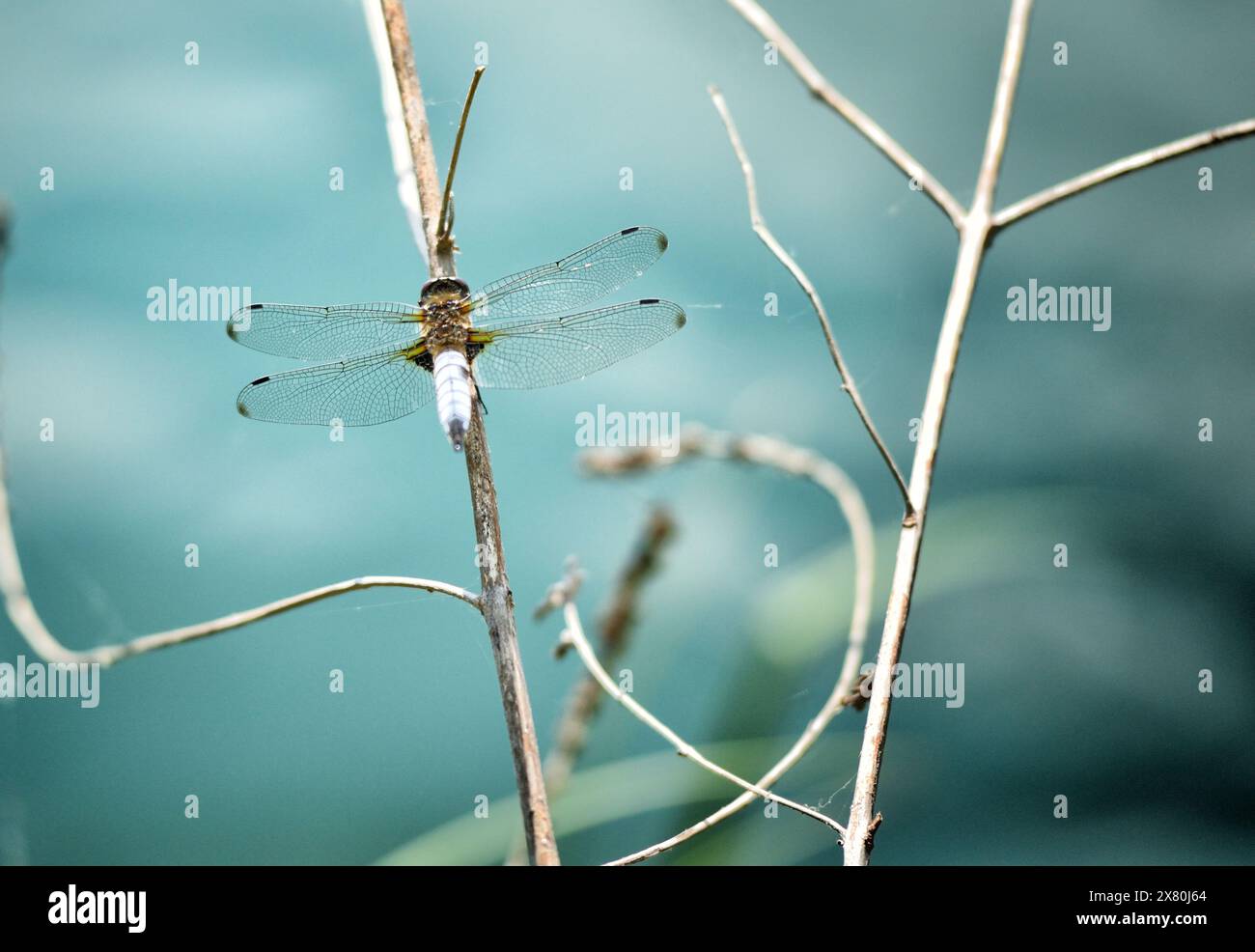 dragonfly su rametto Foto Stock
