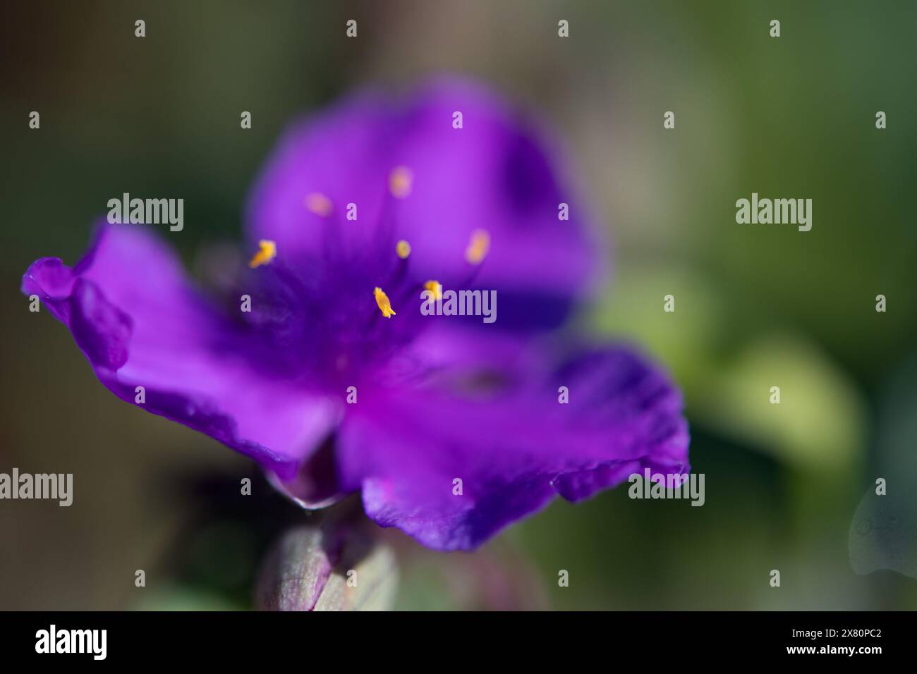Concord Grape Spiderwort piantato in una casa a New York Foto Stock