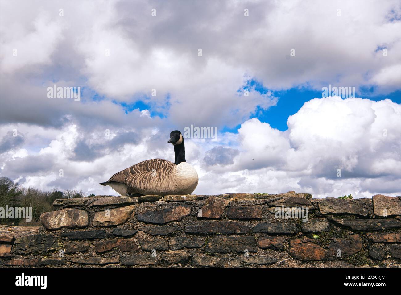 Oche al castello di Caerphilly all'inizio della primavera, Galles Foto Stock