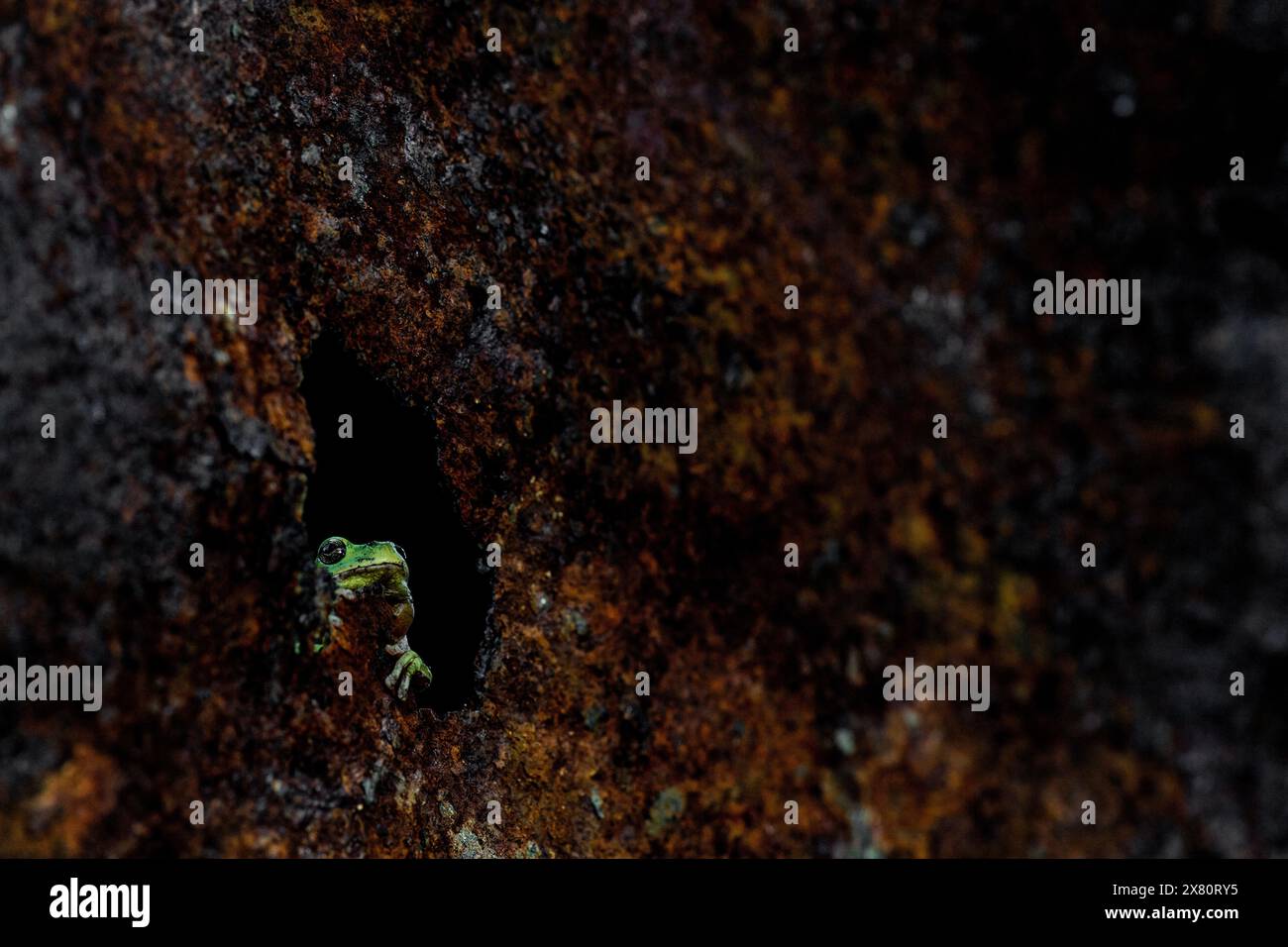 Timida, la rana europea di notte (Hyla arborea) Foto Stock