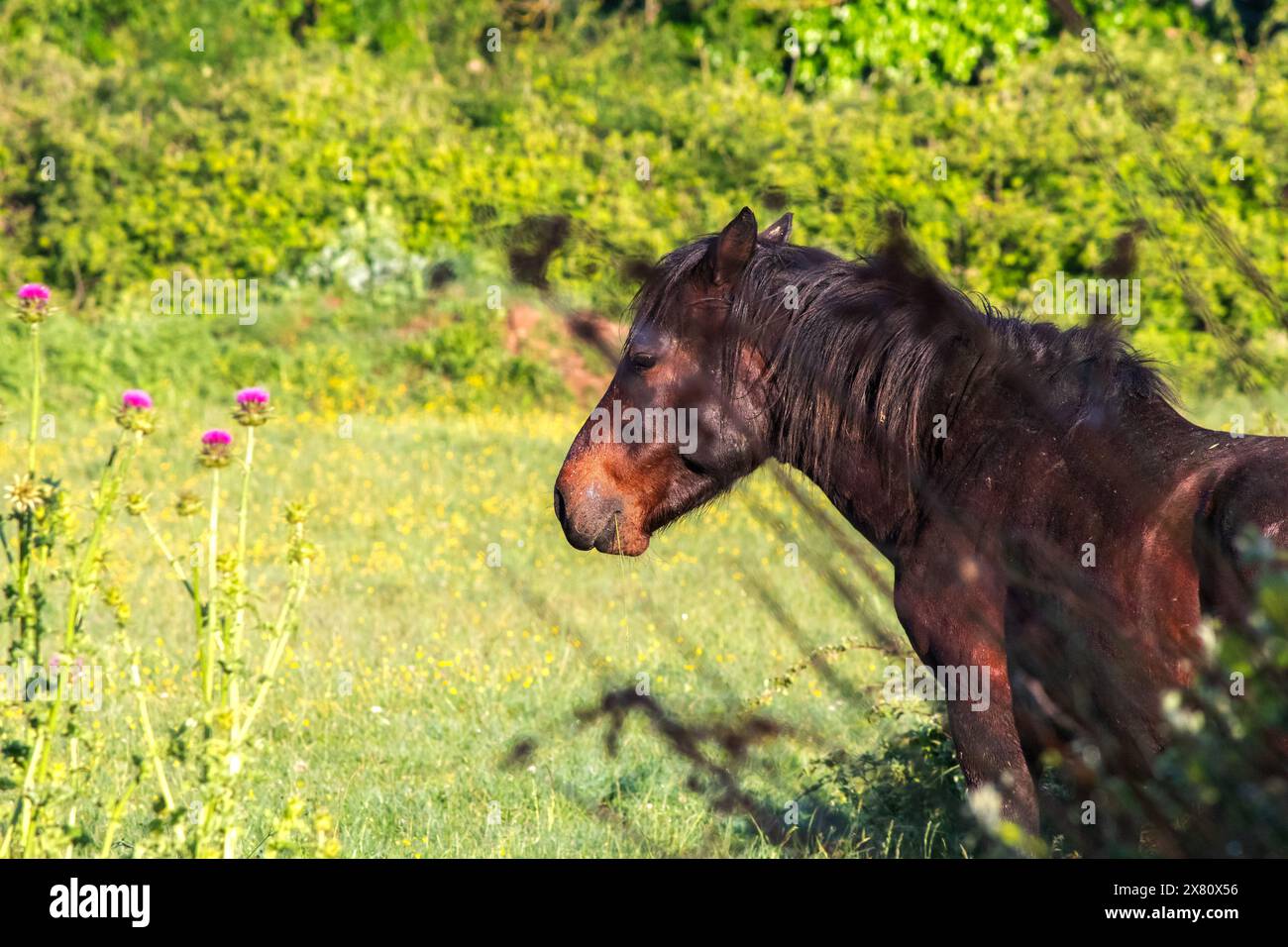 Foto del cavallo selvatico scattata da dietro l'erba. Cavallo da solo nei prati verdi. Animale. Niente persone, nessuno. Natura. Foto orizzontale. Foto Stock