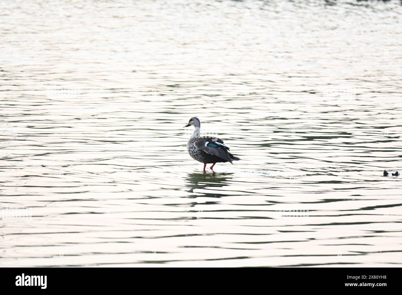 Anatra indiana a pagamento. Questa anatra è residente in tutto il Pakistan e in India nelle zone umide di acqua dolce. Si nutre mangiando per cibo vegetale. Foto Stock