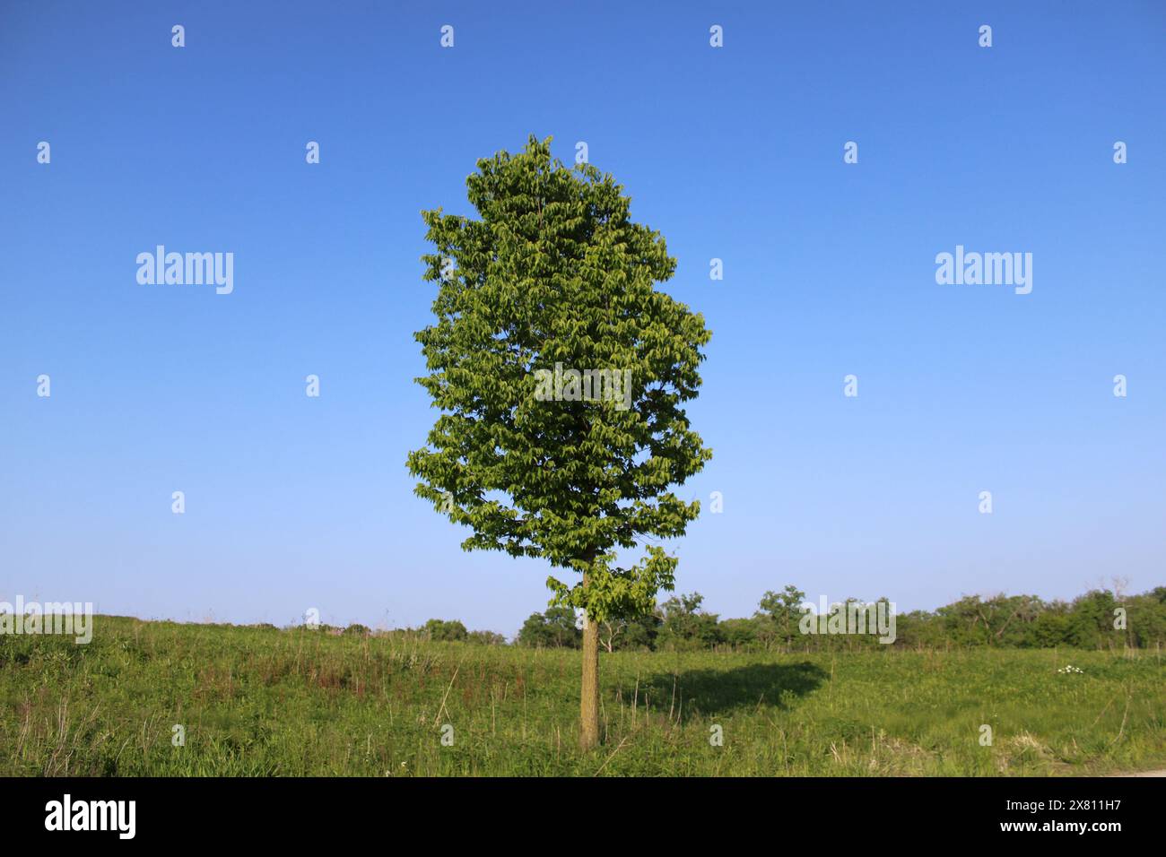 Un albero in un campo con un cielo azzurro cristallino nella prateria di erba di Linne Woods restaurata a Morton Grove, Illinois Foto Stock Un albero in un campo con un cielo azzurro cristallino nella prateria di erba di Linne Woods restaurata a Morton Grove, Illinois Foto Stock