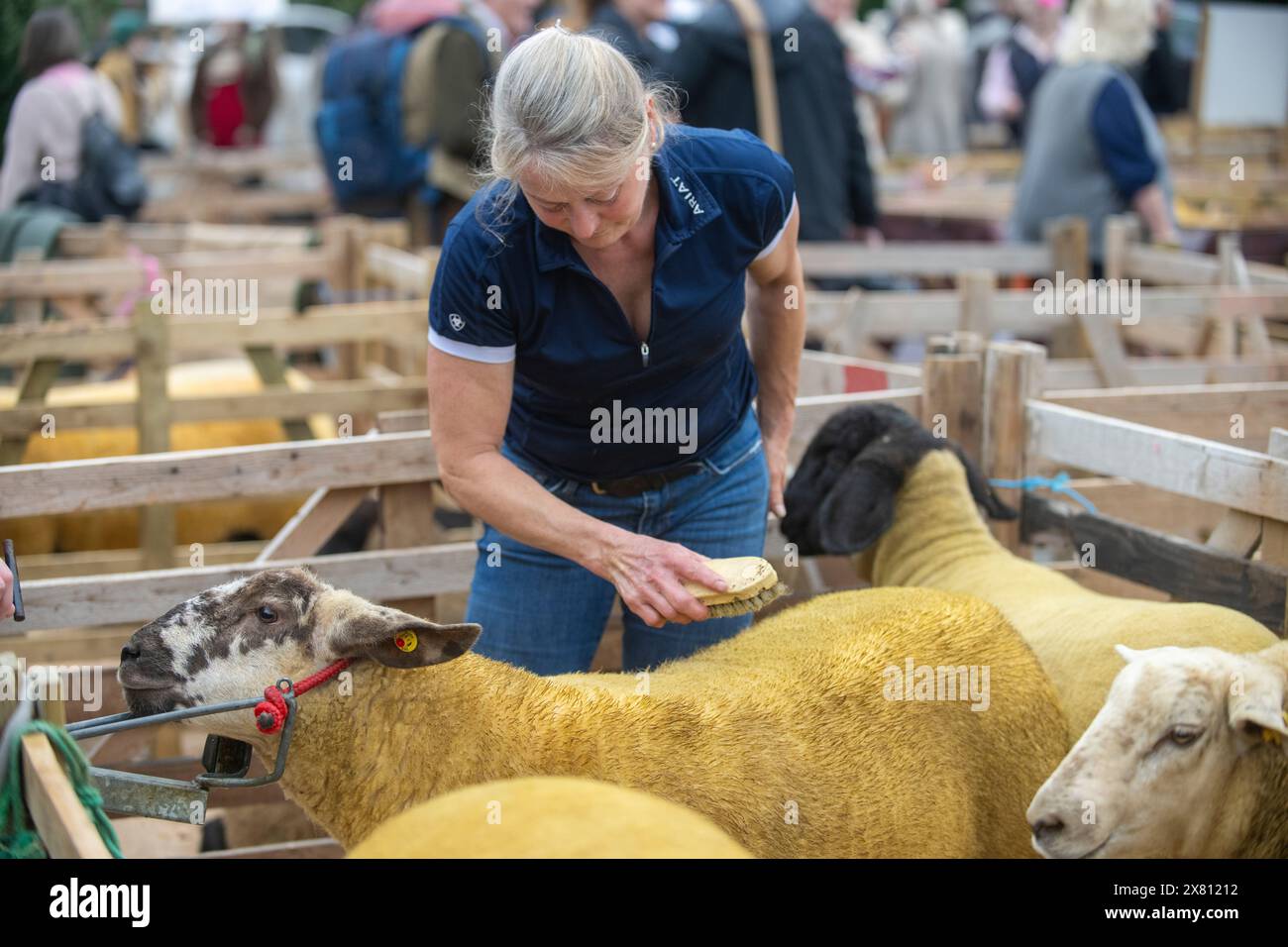 Un'agricoltrice che si occupa delle sue pecore prima di giudicare ha inizio alla Masham Sheep Fair, Regno Unito Foto Stock