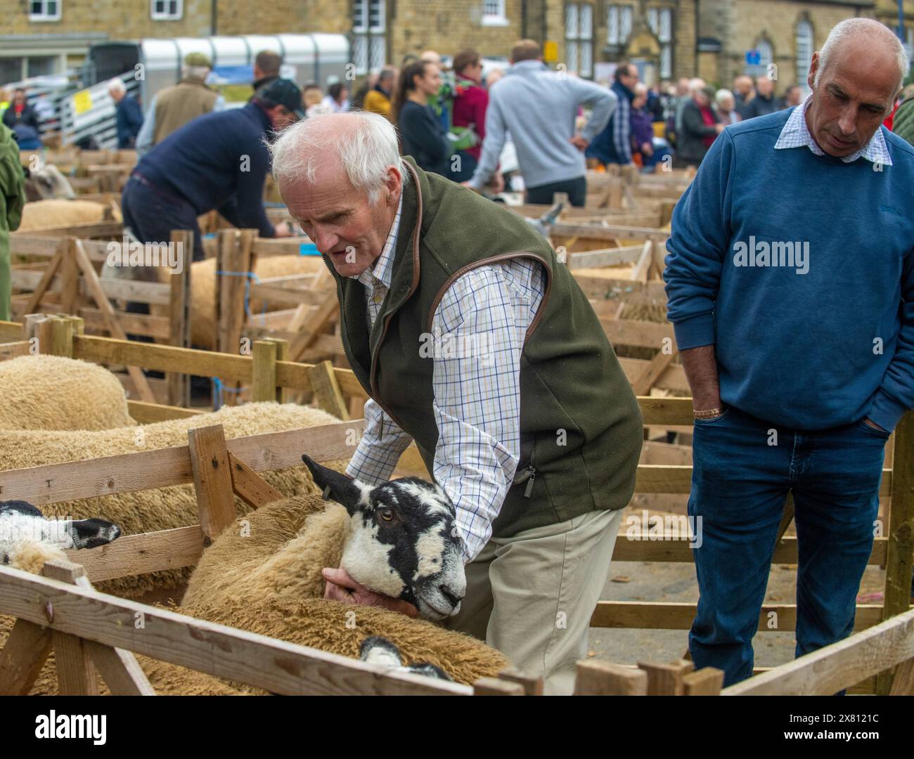 Pecore in penna di legno steadibite dai suoi proprietari prima di giudicare alla Masham Sheep Fair, North Yorkshire, Regno Unito Foto Stock