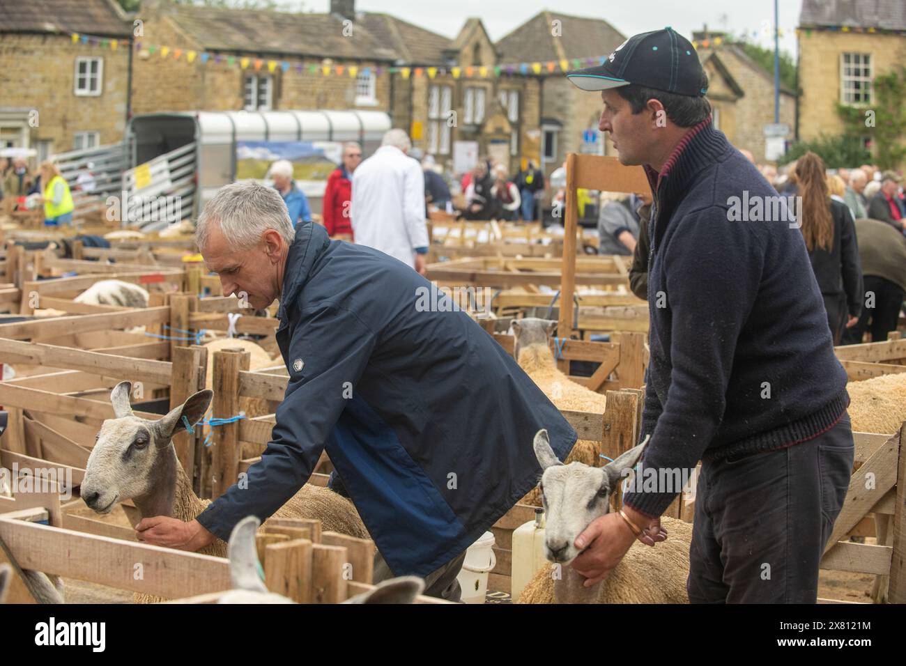Le pecore in penne di legno vengono sistemate dai loro proprietari prima di giudicare alla Masham Sheep Fair, North Yorkshire, Regno Unito Foto Stock