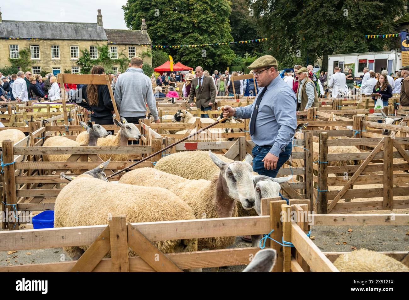 Giudice maschile che indossa un tradizionale cappello piatto, tenendo in mano un truffatore mentre entra in una penna di pecora. Masham Sheep Fair, Regno Unito Foto Stock